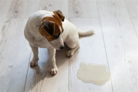 dog anus leaking|From Leakage to Relief: Understanding and。